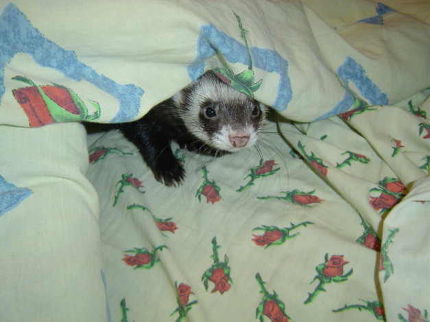 Обои картинки фото животные, хорьки, ласки, соболи, горностаи, куницы