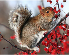 Картинка животные белки