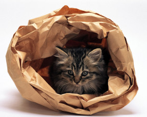 Картинка животные коты