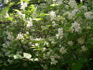 Картинка цветы