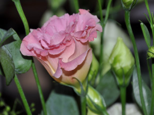 Картинка цветы эустома