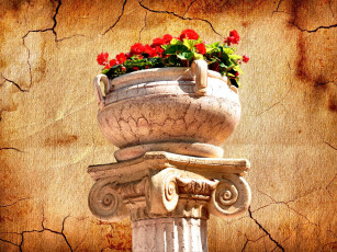 Картинка цветы герань