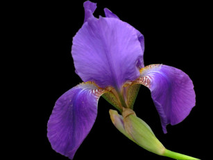 Картинка цветы ирисы