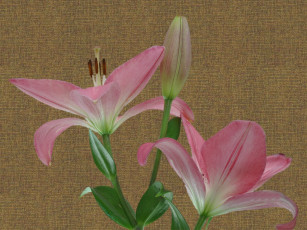 Картинка цветы лилии лилейники