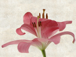Картинка цветы лилии лилейники