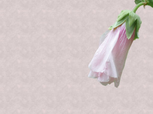 Картинка цветы мальвы