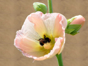 Картинка цветы мальвы