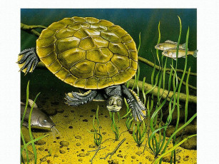 Картинка рисованные животные