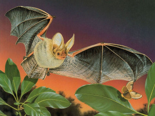 Картинка рисованные животные