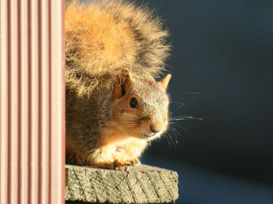 Картинка животные белки