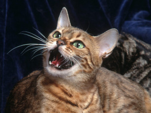 Картинка животные коты