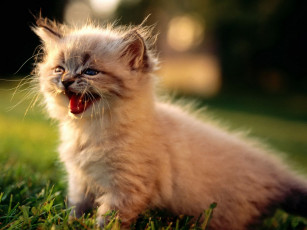 Картинка животные коты