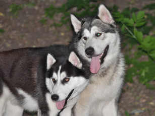 Картинка животные собаки