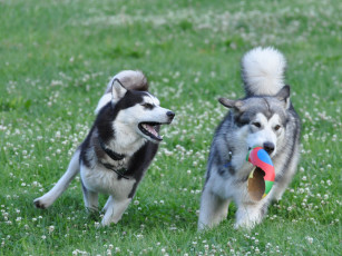 Картинка животные собаки