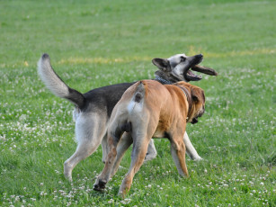 Картинка животные собаки