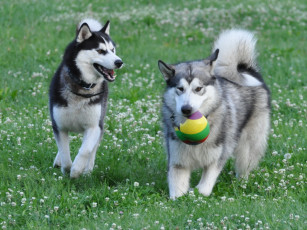 Картинка животные собаки