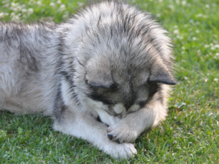 Картинка животные собаки