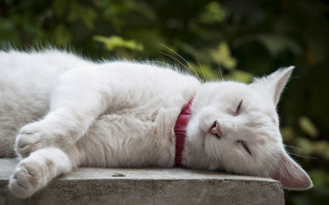 Картинка животные коты