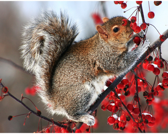 Обои картинки фото животные, белки