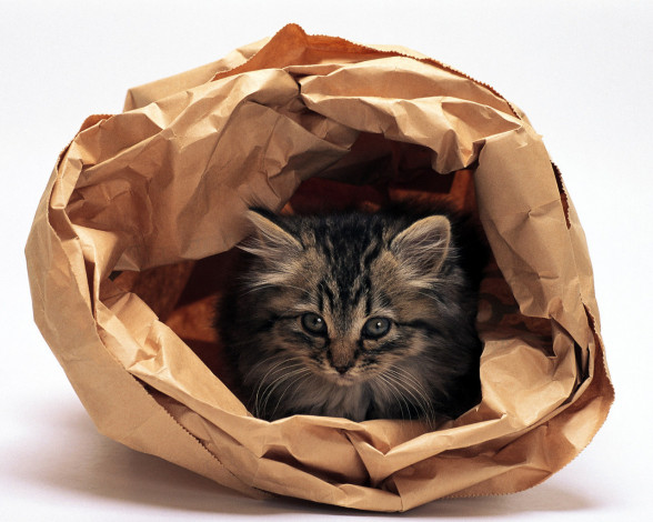 Обои картинки фото животные, коты