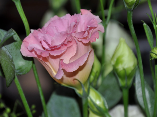 Обои картинки фото цветы, эустома