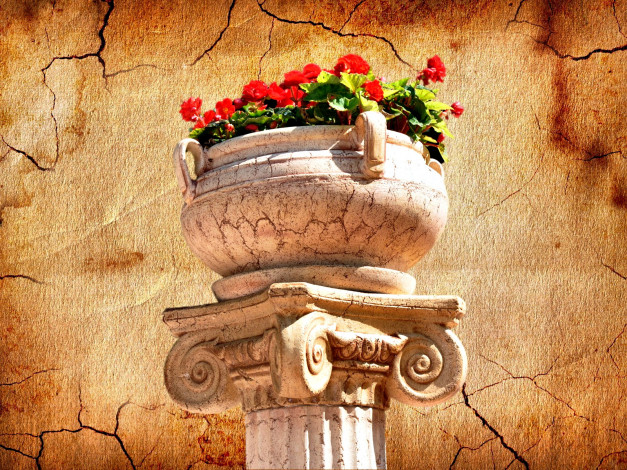 Обои картинки фото цветы, герань