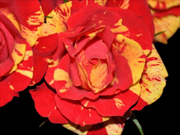 Обои картинки фото цветы, розы