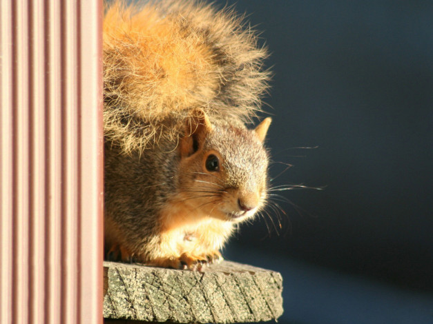 Обои картинки фото животные, белки