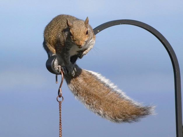 Обои картинки фото животные, белки