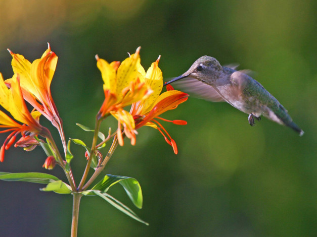 Обои картинки фото животные, колибри