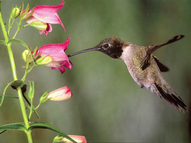 Обои картинки фото животные, колибри