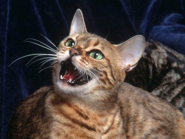 Обои картинки фото животные, коты