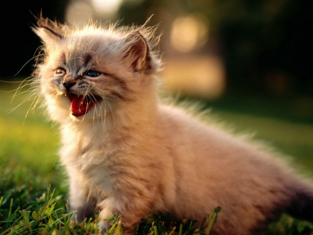 Обои картинки фото животные, коты