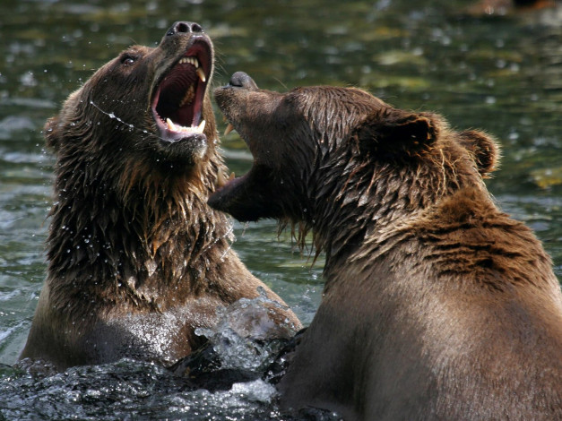 Обои картинки фото животные, медведи