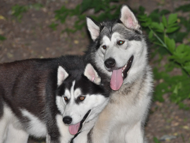 Обои картинки фото животные, собаки