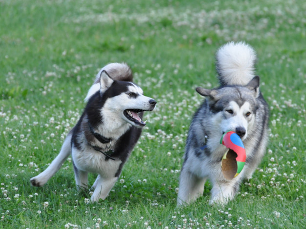 Обои картинки фото животные, собаки