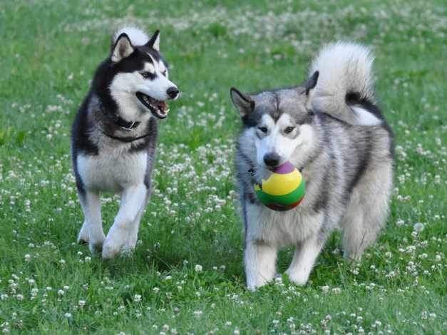 Обои картинки фото животные, собаки
