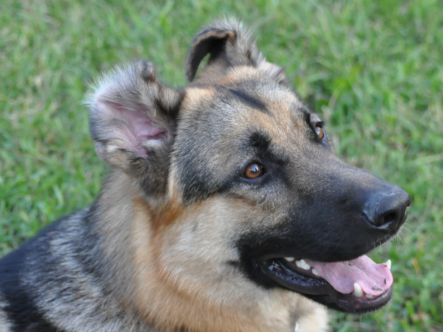 Обои картинки фото животные, собаки