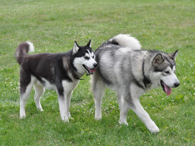 Обои картинки фото животные, собаки