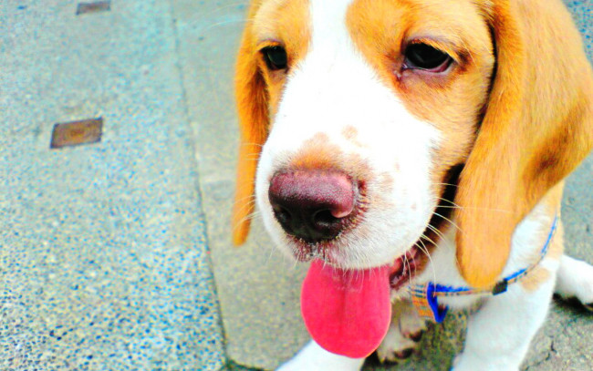 Обои картинки фото животные, собаки