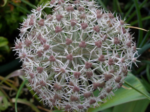 Картинка цветы