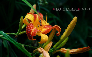 Картинка цветы лилии лилейники