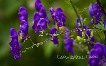 Картинка цветы луговые полевые