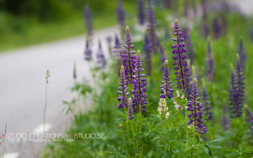 Картинка цветы люпин