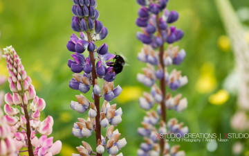 Картинка цветы люпин