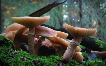 Картинка природа грибы