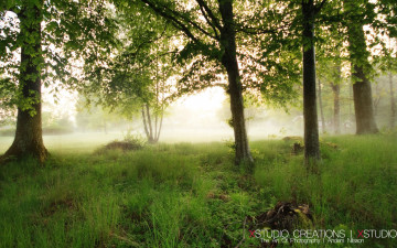 Картинка природа лес