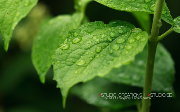 Картинка природа листья