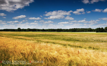 Картинка природа поля