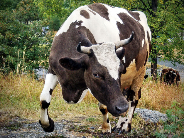 Обои картинки фото животные, коровы, буйволы